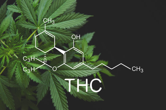 How Does THC Affect the Body?